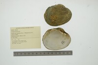 Lampsilis fasciola image