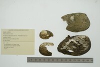 Pleurobema clava image