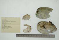 Pleurobema clava image