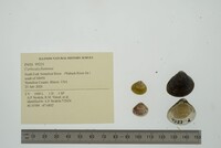 Corbicula fluminea image