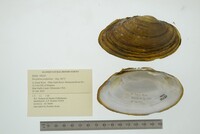 Strophitus undulatus image