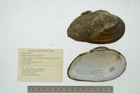 Strophitus undulatus image