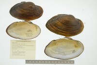 Strophitus undulatus image