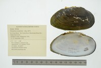 Strophitus undulatus image