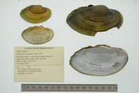 Strophitus undulatus image