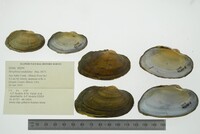 Strophitus undulatus image