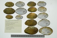 Venustaconcha ellipsiformis image