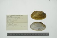 Lampsilis siliquoidea image