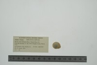 Inflectarius inflectus image