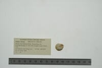 Inflectarius inflectus image