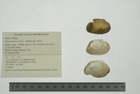 Alasmidonta viridis image