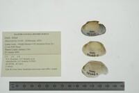 Alasmidonta viridis image