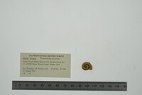 Planorbella trivolvis image