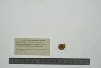 Planorbella trivolvis image