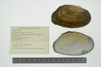 Lasmigona compressa image