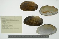 Strophitus undulatus image