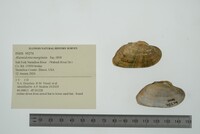 Alasmidonta marginata image