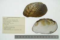 Tritogonia verrucosa image