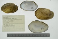 Lampsilis siliquoidea image