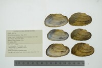 Strophitus undulatus image