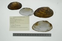 Uniomerus tetralasmus image