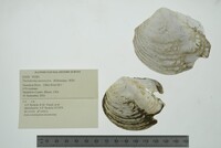 Theliderma metanevra image