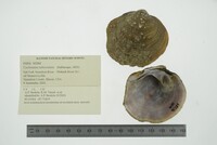 Cyclonaias tuberculata image