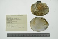 Lampsilis fasciola image