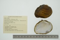 Fusconaia flava image