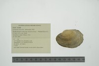 Lampsilis fasciola image