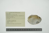 Lampsilis fasciola image