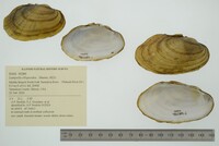 Lampsilis siliquoidea image