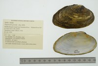 Pyganodon grandis image