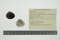 Corbicula fluminea image