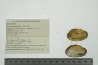 Strophitus undulatus image