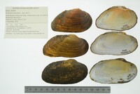 Strophitus undulatus image