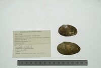 Venustaconcha ellipsiformis image