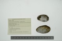 Venustaconcha ellipsiformis image