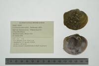 Cyclonaias tuberculata image