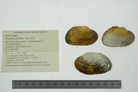 Strophitus undulatus image