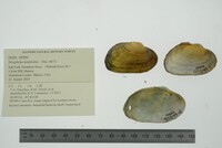 Strophitus undulatus image