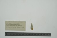 Pleurocera acuta image