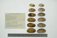 Simpsonaias ambigua image