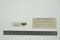 Pseudosuccinea columella image