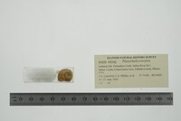 Planorbella trivolvis image