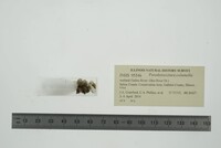 Pseudosuccinea columella image