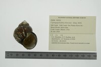 Cipangopaludina chinensis image