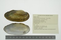 Anodontoides ferussacianus image