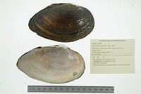 Pyganodon grandis image