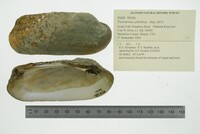 Theliderma cylindrica image